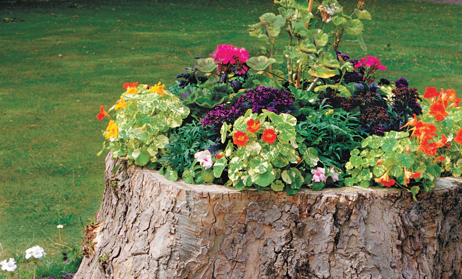 Tree Stump Removal Berkshire: Restoring Terrain and Ensuring a Healthy ...